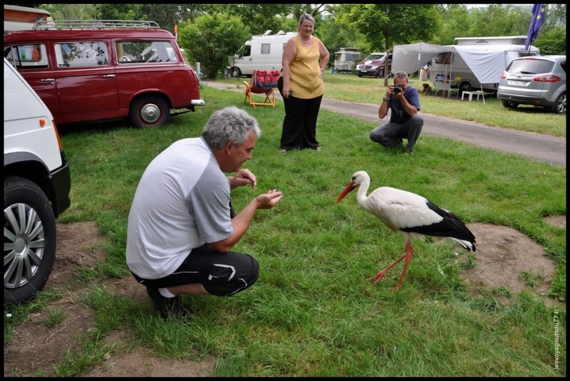 cigogne 2 (Copier).JPG