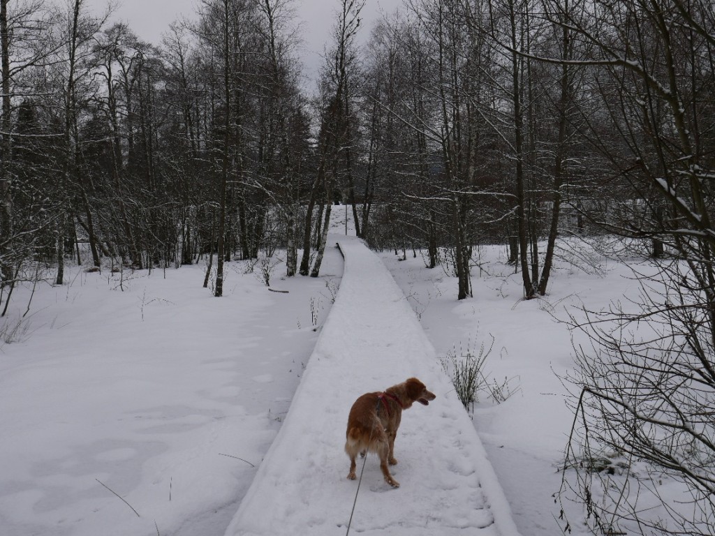 Autour du lac