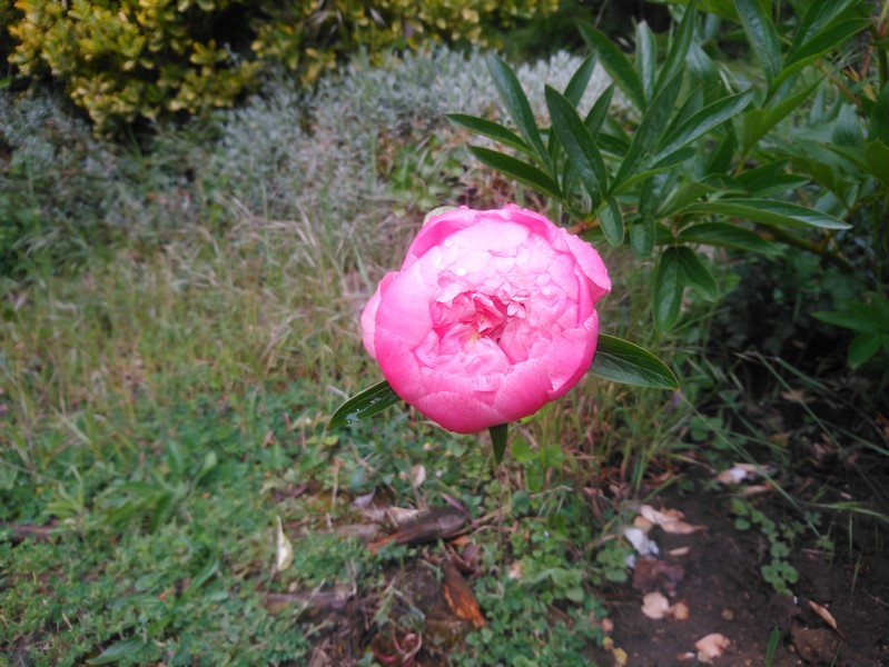 DSC_0513 (Copier).JPG