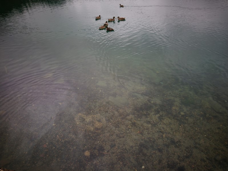 DSC_0785 (Copier).JPG