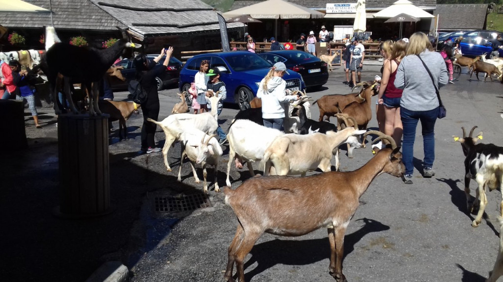 Le village où il y a plus de chèvres que  d'habitants