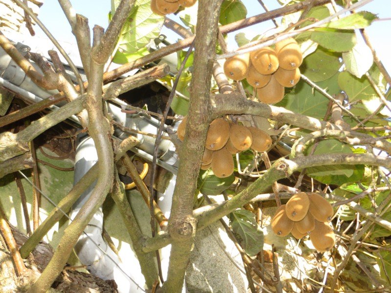 Kiwi2019-2.JPG