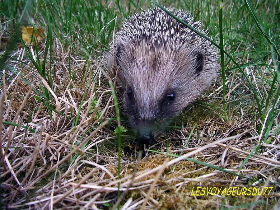 vu dans mon jardin