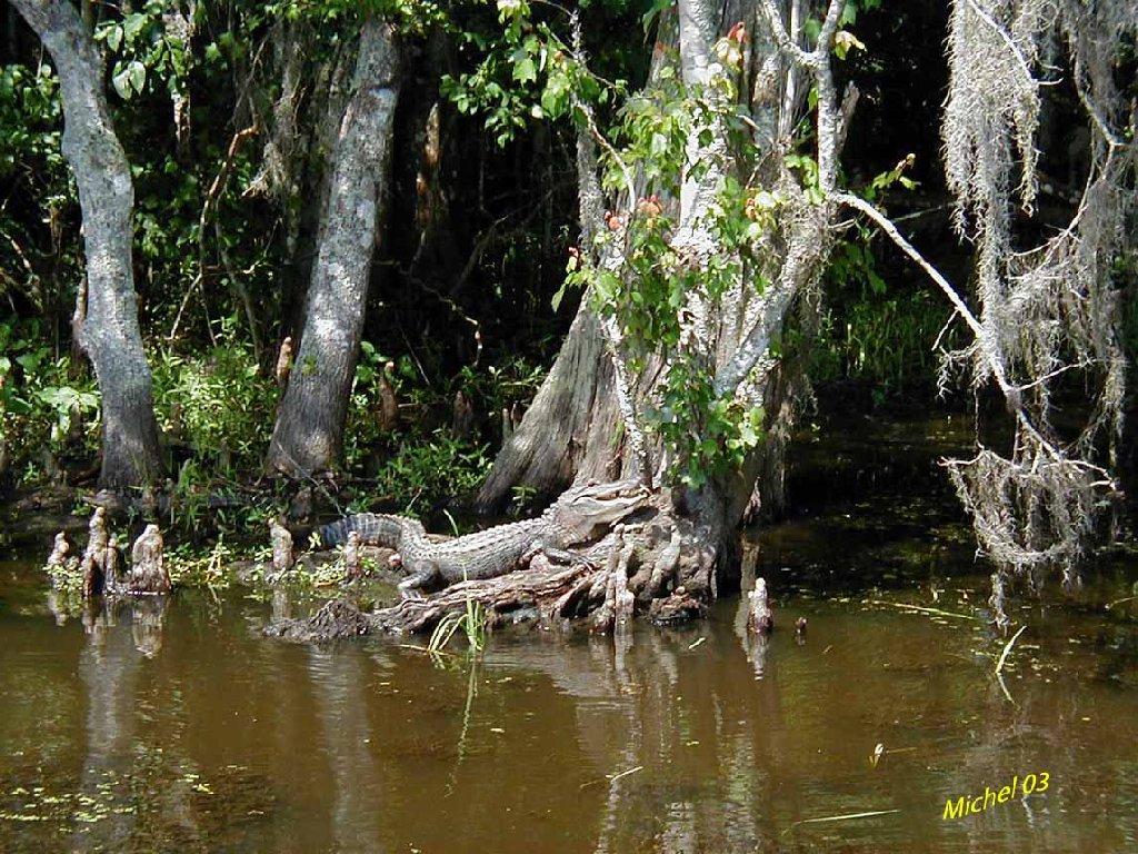 Le temps a passé, et c'est nettement moins mignon ! (alligator de Louisiane)