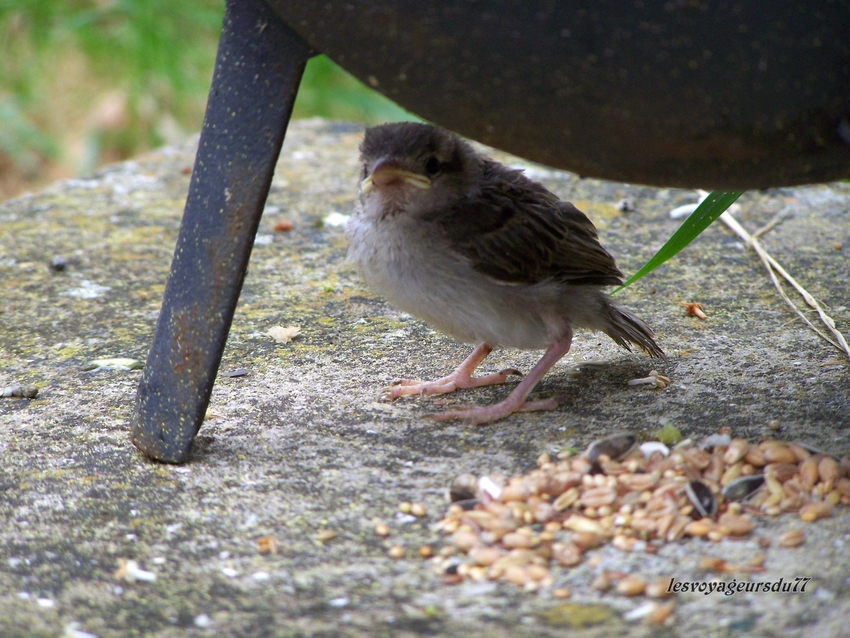 pas gros le moineau