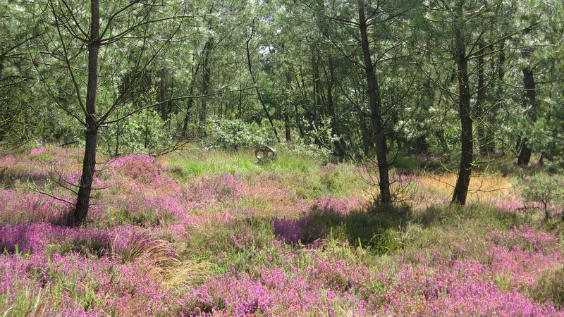 Landes-de-Monteneuf.jpg