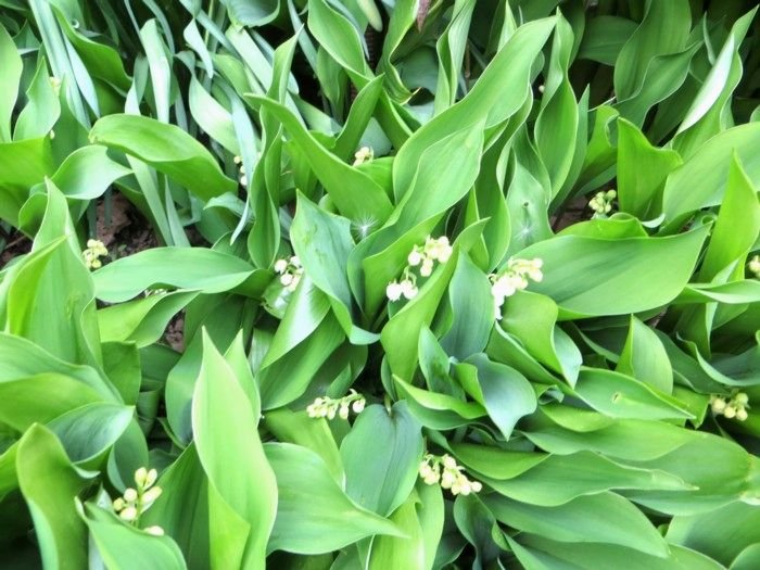 Muguet des 7  chemins.jpg