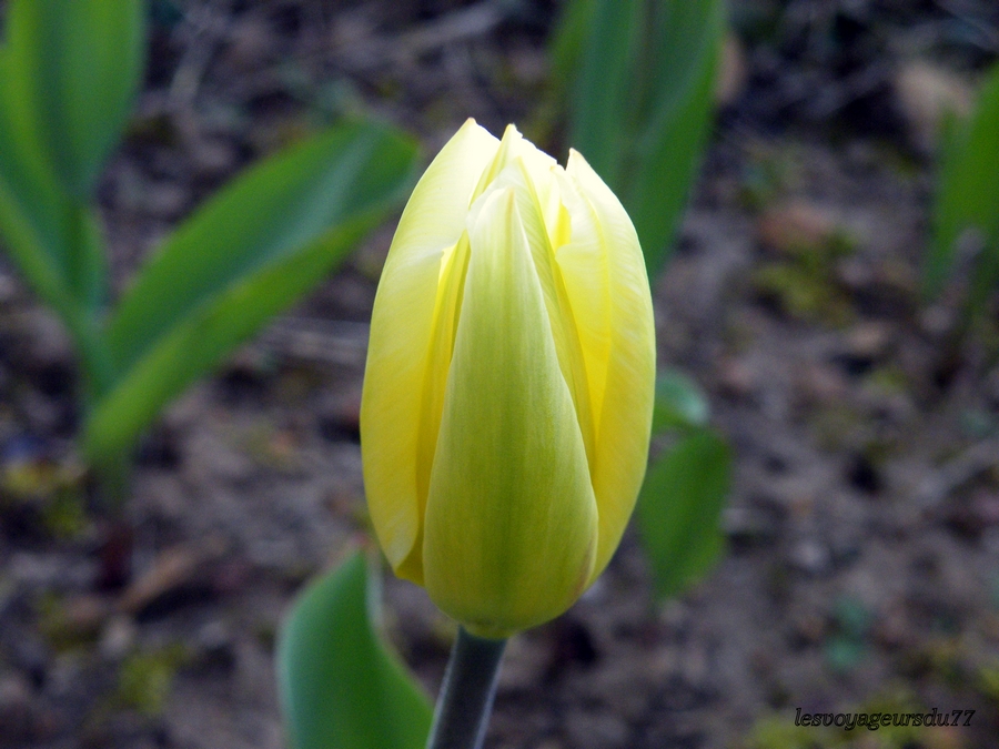 dans le jardin
