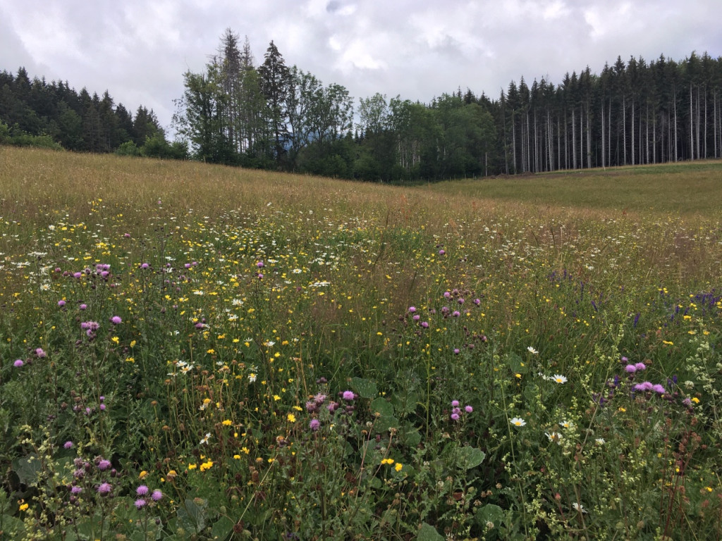 Prairie.jpeg (687.27 Kio) Vu 5855 fois Prairie