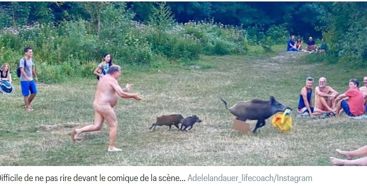 sanglier voleur de sac.jpg