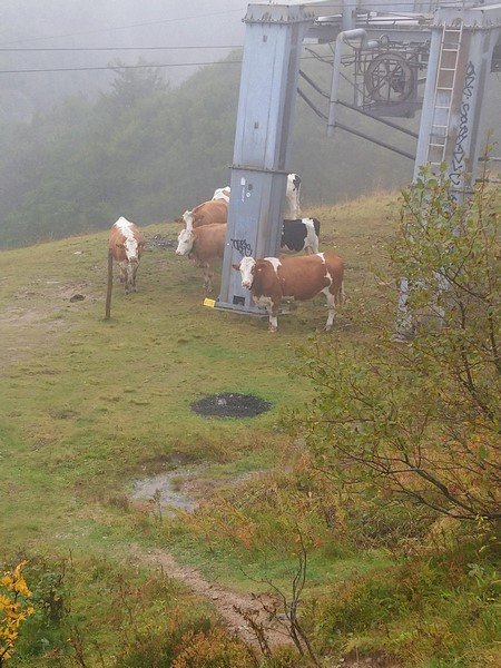 Elles nous attendent.