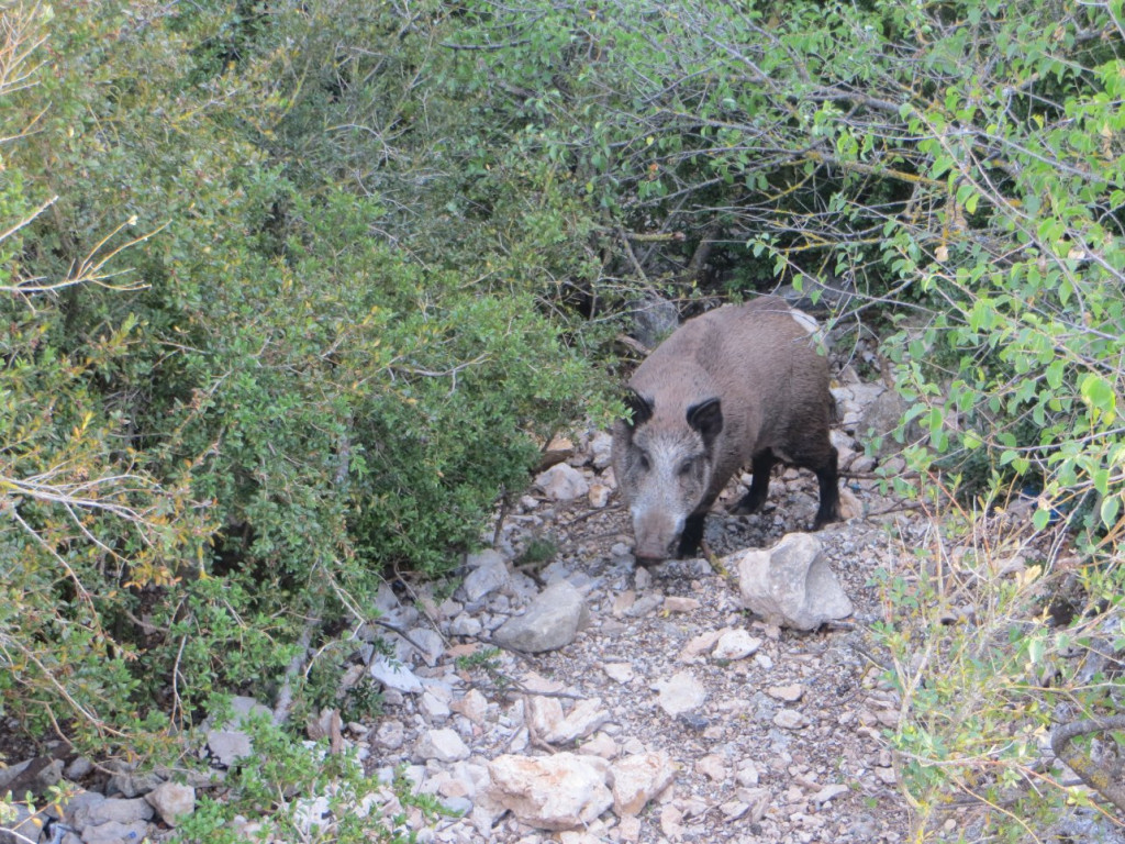 IMG_9521.JPG