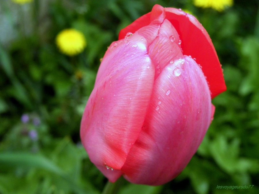 l'éclosion des tulipes le matin