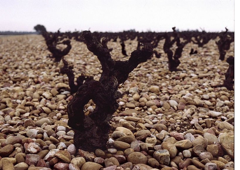 Chateau neuf du pape vigne.jpg