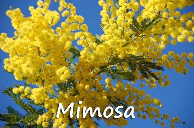 Pegomas mimosa.jpg