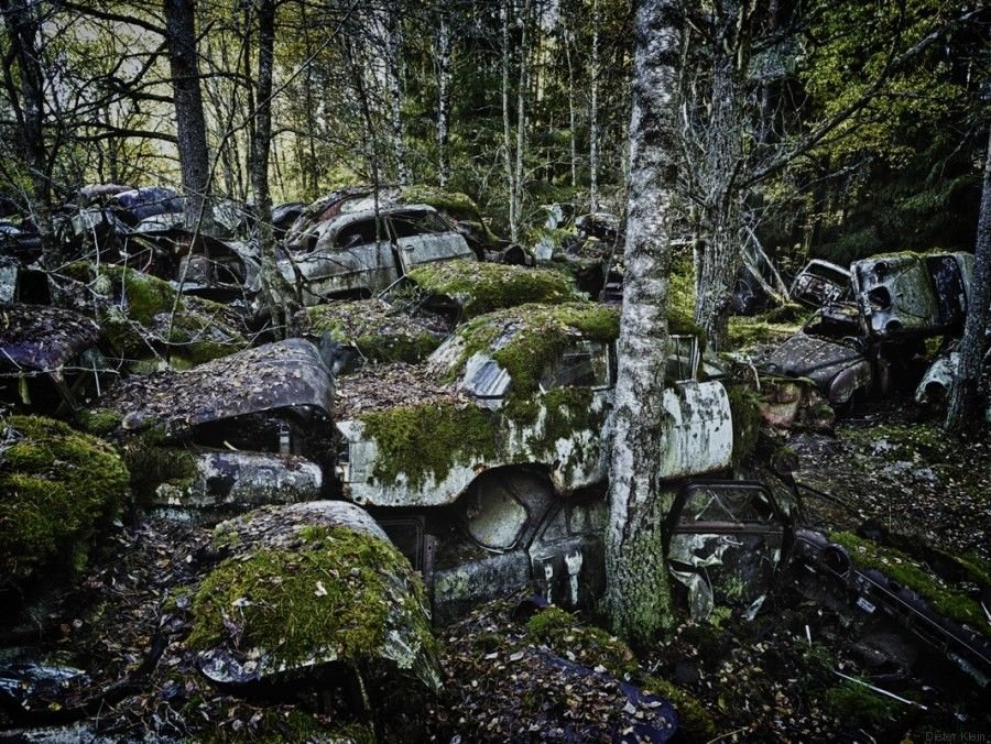 La nature  reprend ses droits.jpg