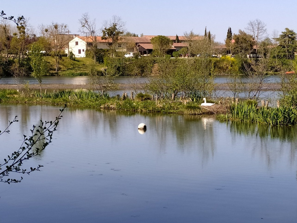 Madame Cygne qui couve ses petits juste devant chez nous.