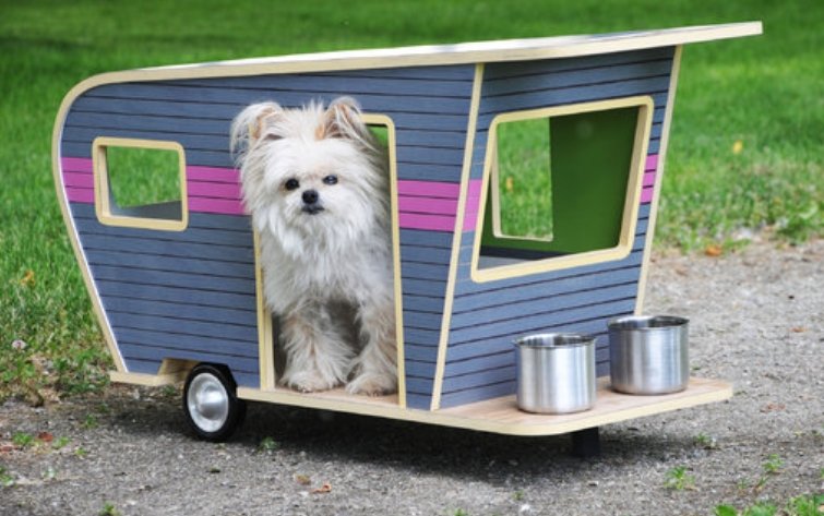 caravane chien.jpg