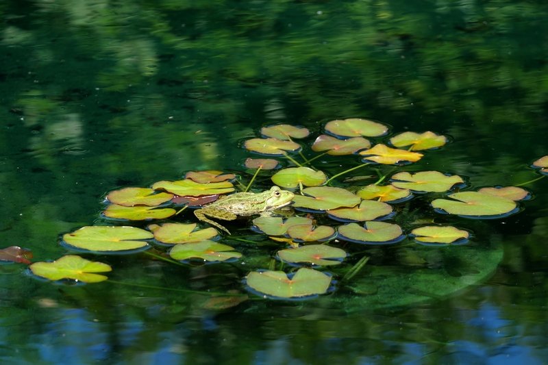 Habitants des jardins