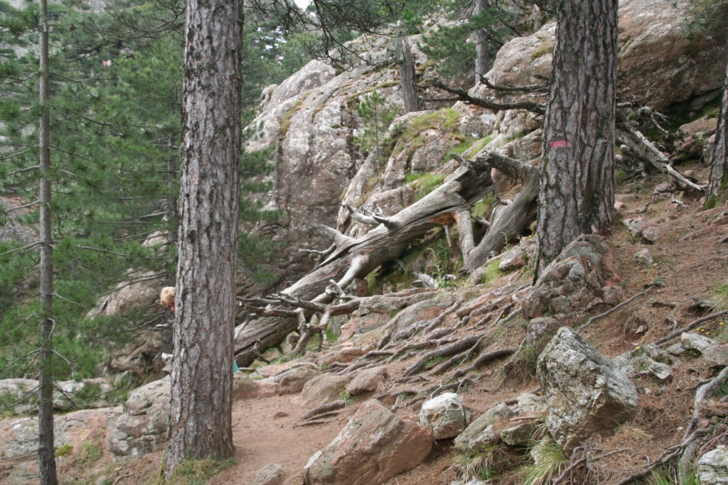 Vacances Corse 1085.jpg
