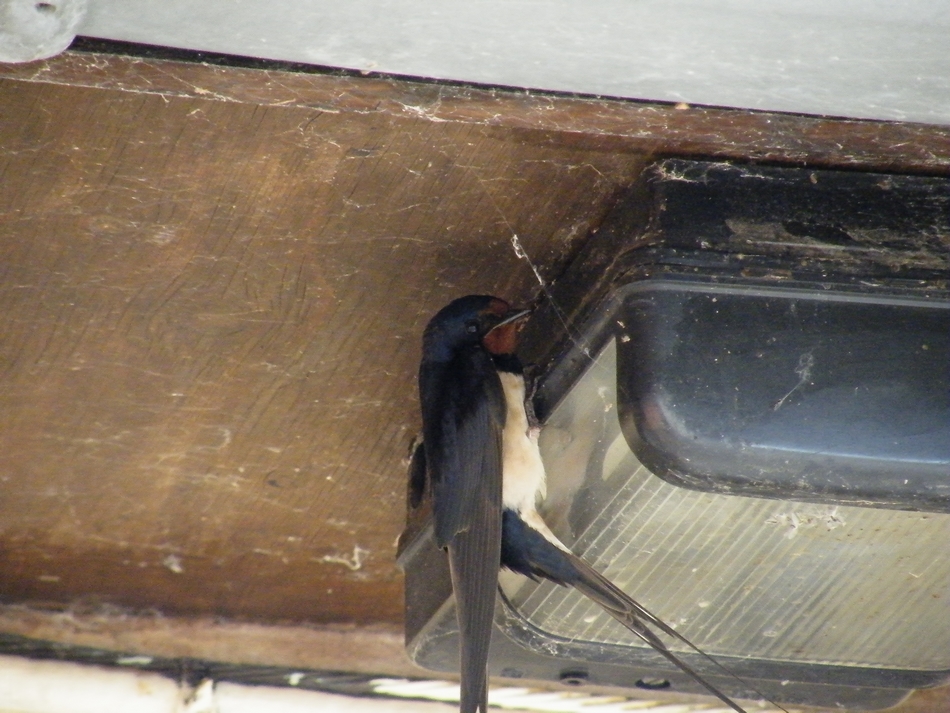 les hirondelles dans les batiments