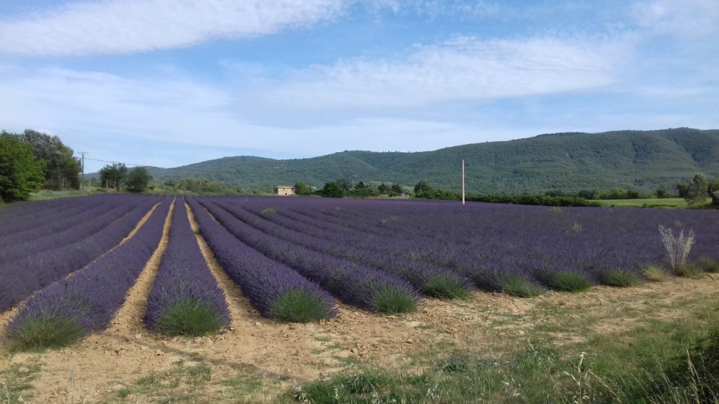 Champs de lavande près de Apt (04)