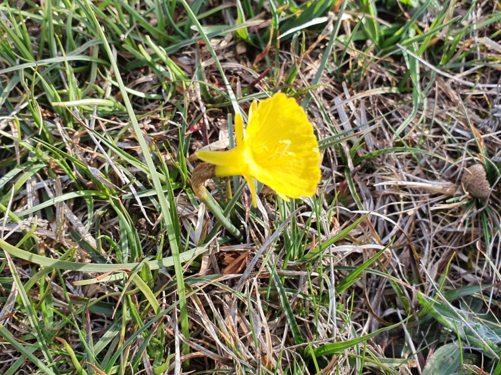 La belle fleur