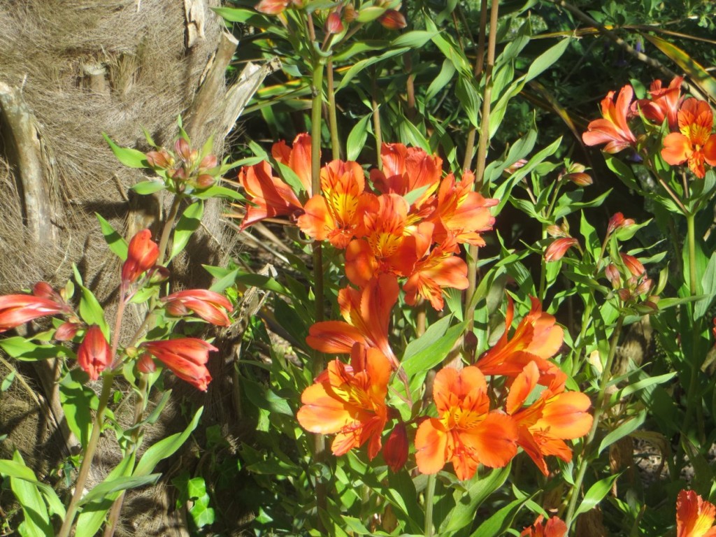 IMG_1426.JPG