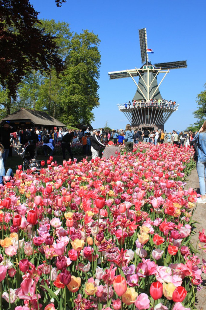 032 - Keukenhof.JPG (362.64 Kio) Vu 9507 fois Pays Bas