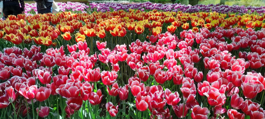 041 - Keukenhof.jpg (320.48 Kio) Vu 9507 fois Pays Bas