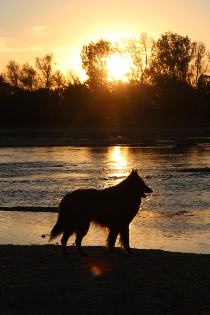 Coucher de soleil sur la Loire avec mon loup.
