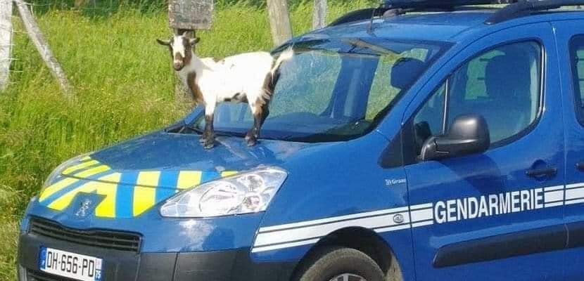 Malgré les restrictions budgétaires, la gendarmerie nationale s'est enfin dotée d'une voiture-bélier...