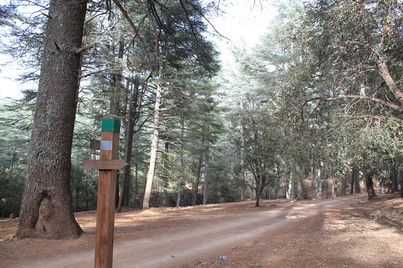 022 - Azrou - Foret de cedres.JPG