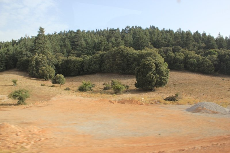 023 - Azrou - Foret de cedres.JPG