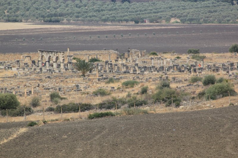 VOLUBILIS