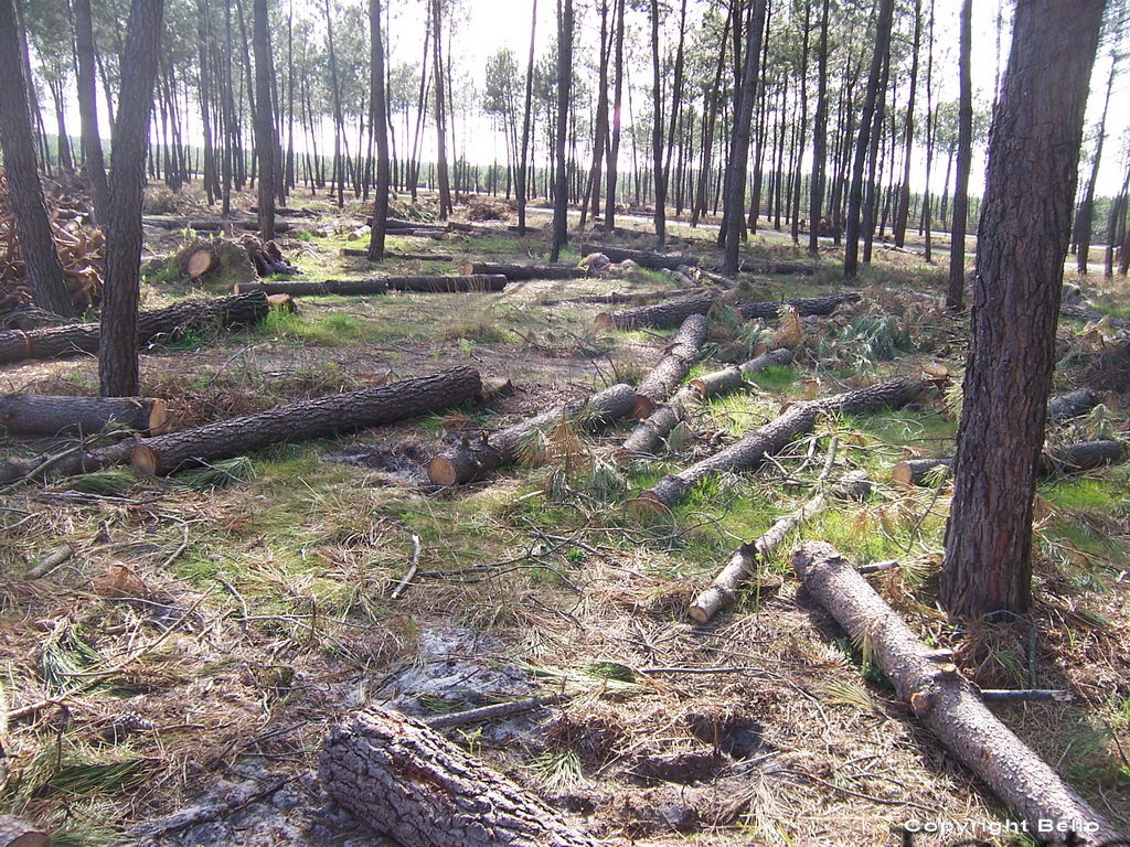 Les méfaits de la tempête dans les Landes